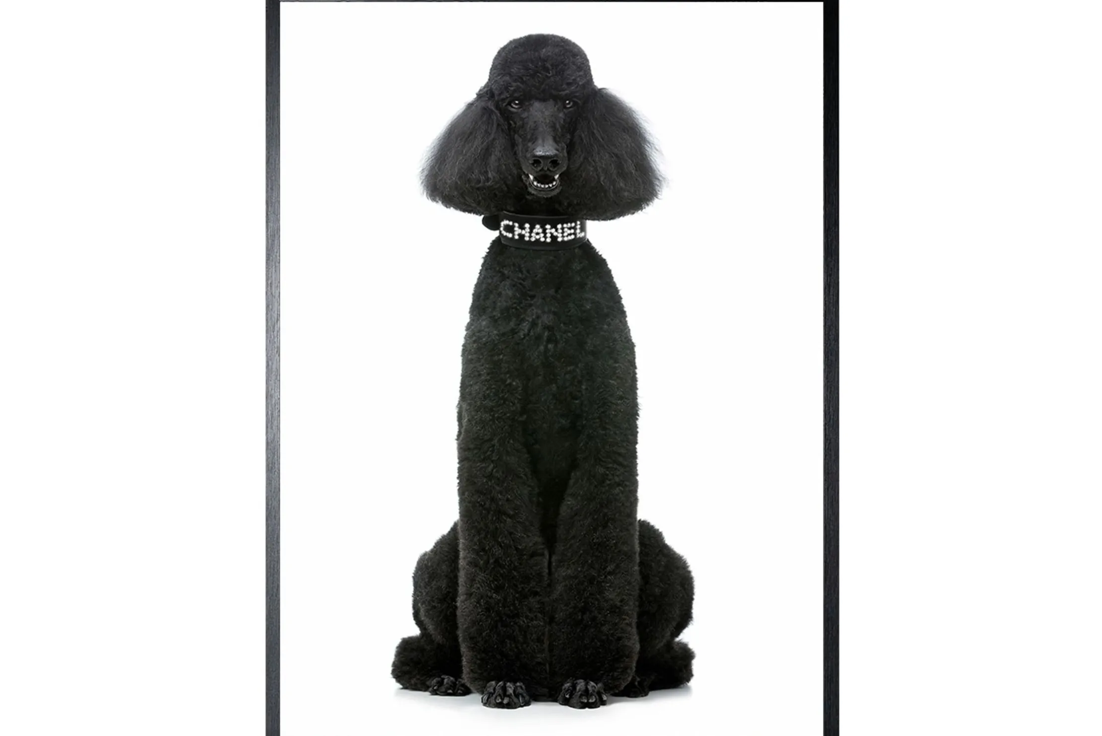Art Print Chanel Poedel FA-110
