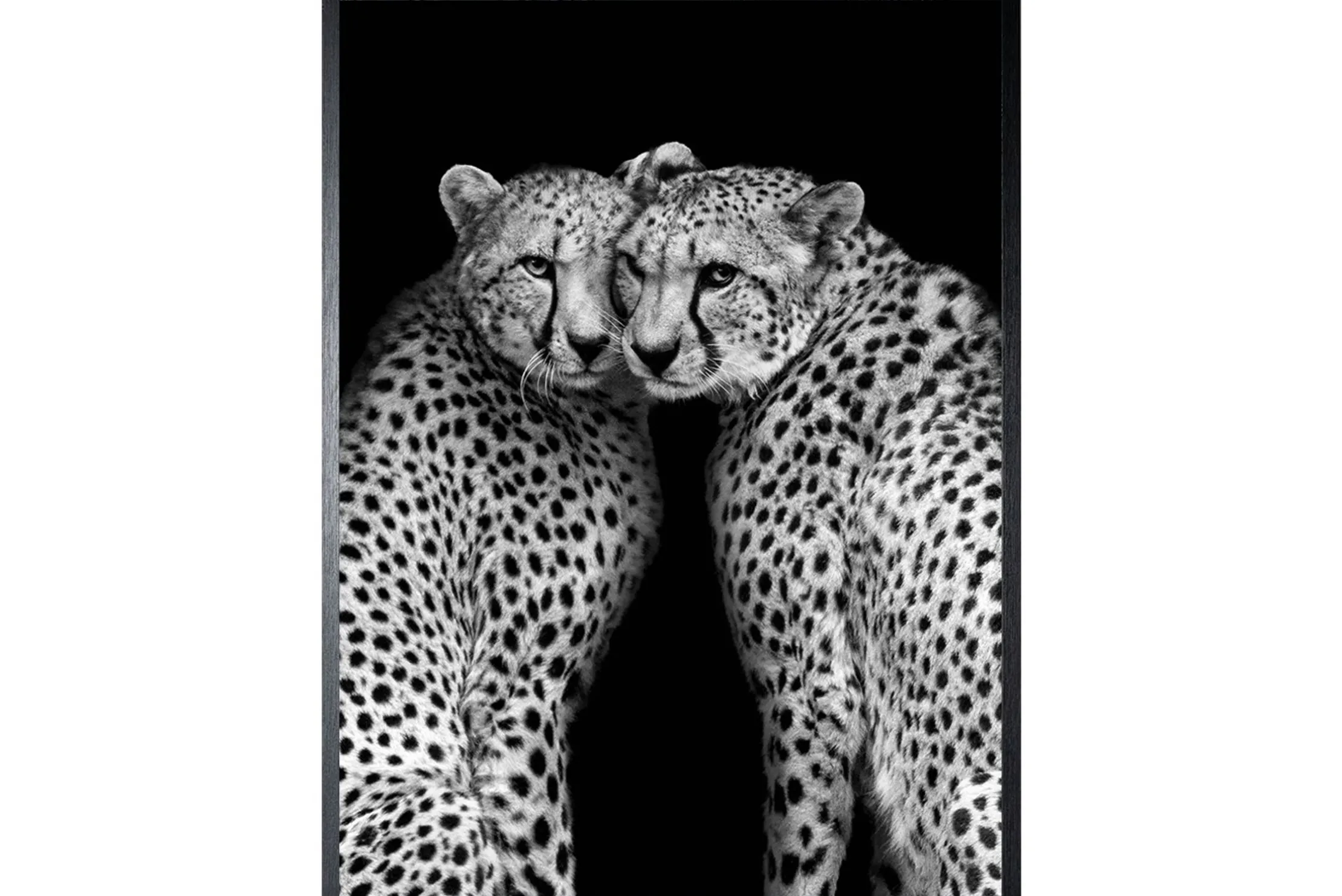 Art Print Cheeta CHEET-01