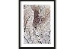 Art Print Curly Soft Coral