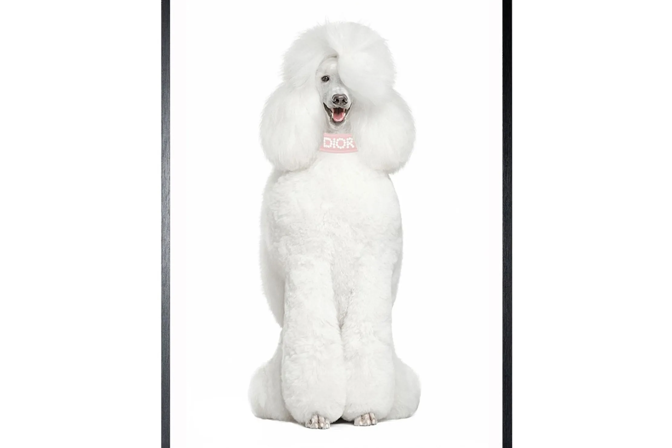 Art Print Dior Poedel FA-109