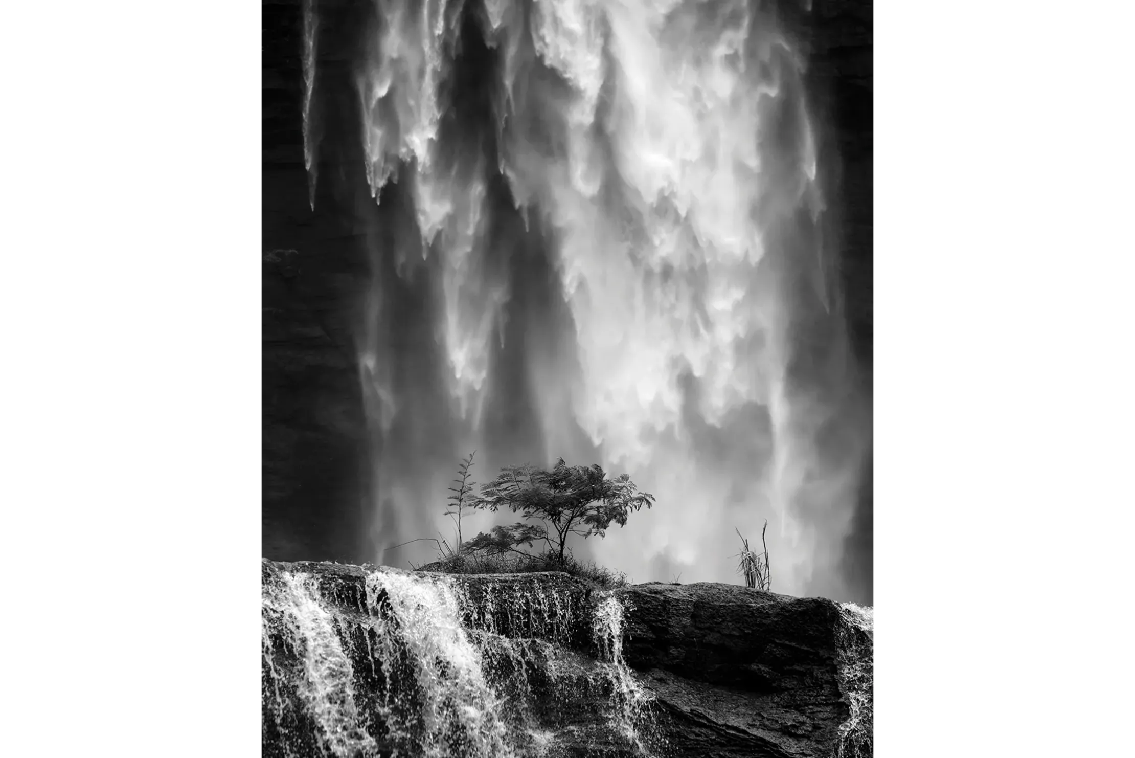 Art Print Germinate