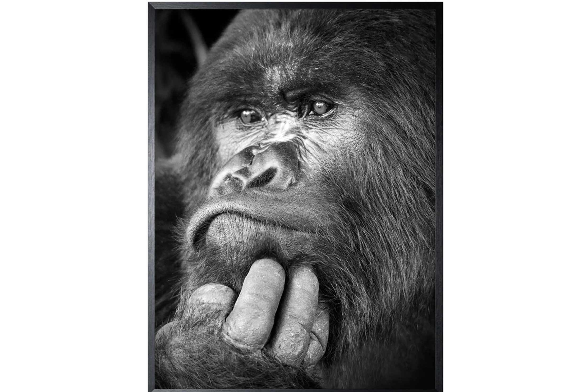 Art Print Gorilla ISF103
