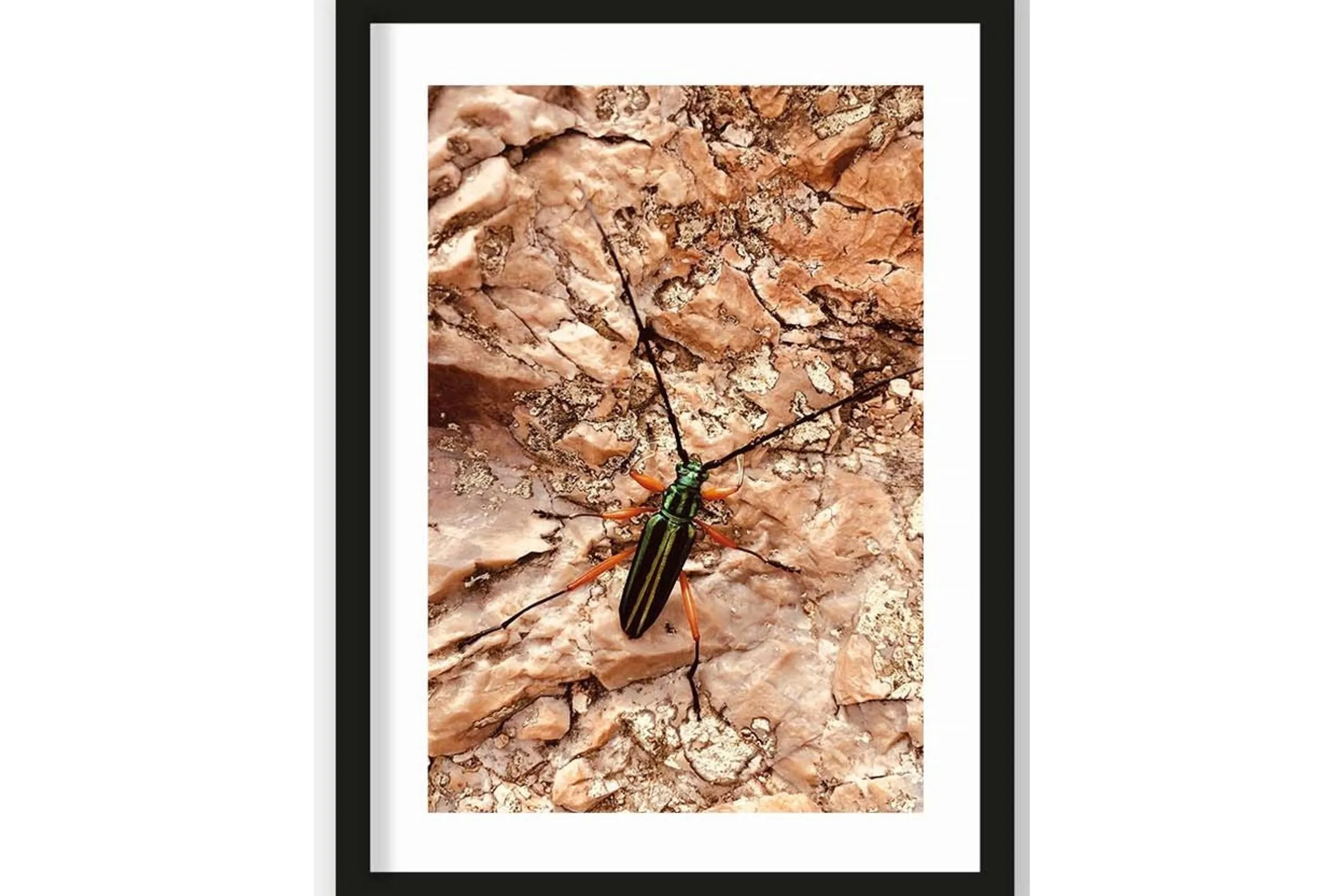 Art Print High on Life Insect
