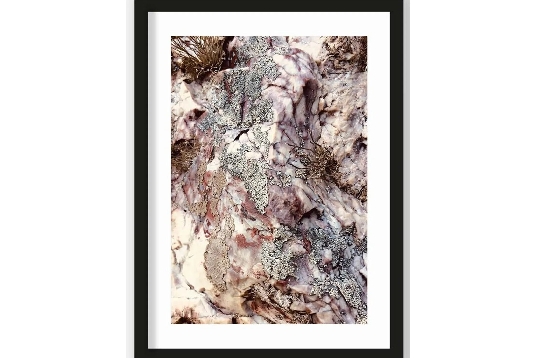 Art Print Stone Plants