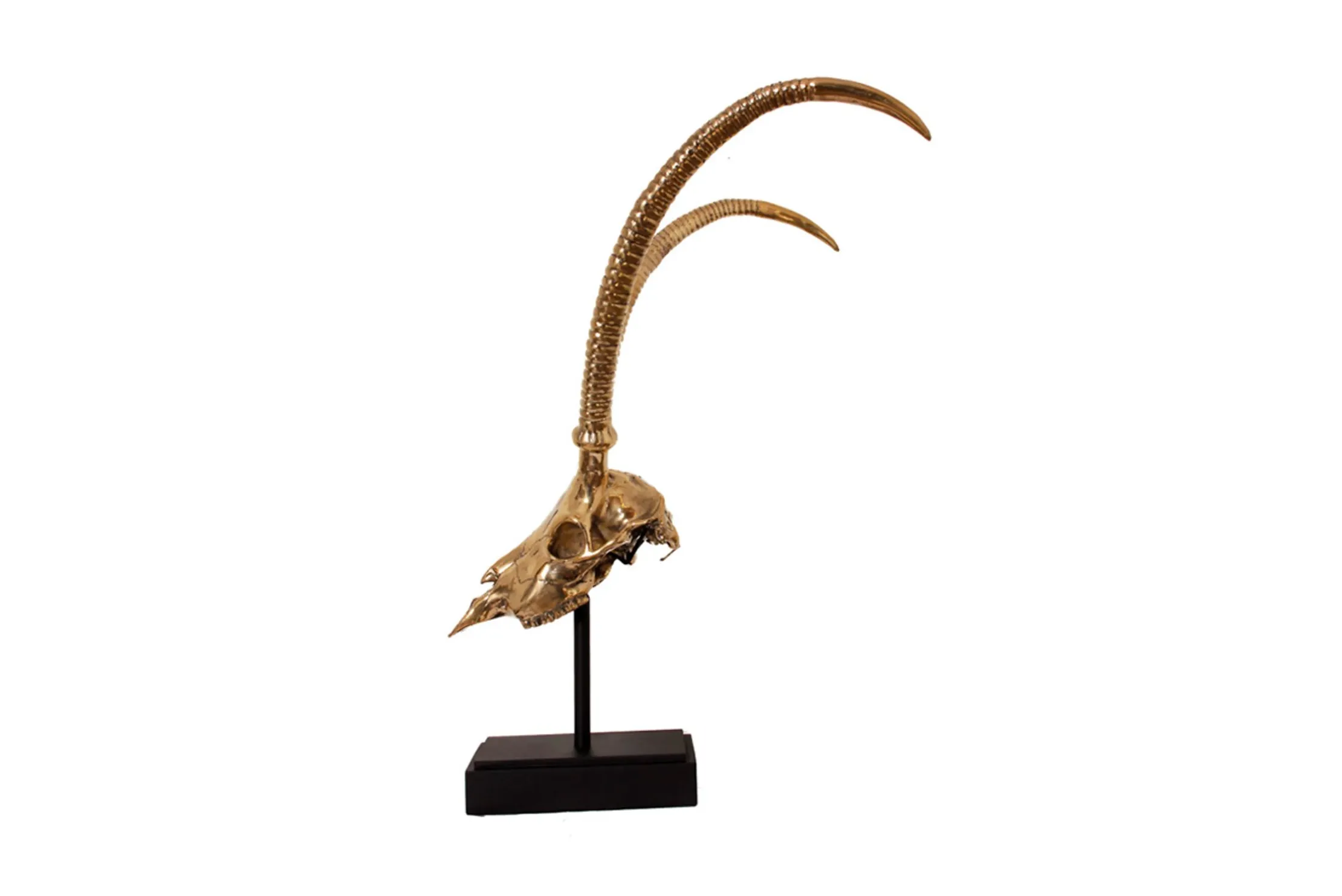 Deco H13 Gazelle Skull